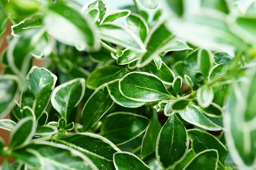 Boontoom Sae-Kor/istockphoto.com