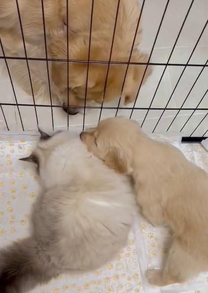 出所：@pu_channeldesu