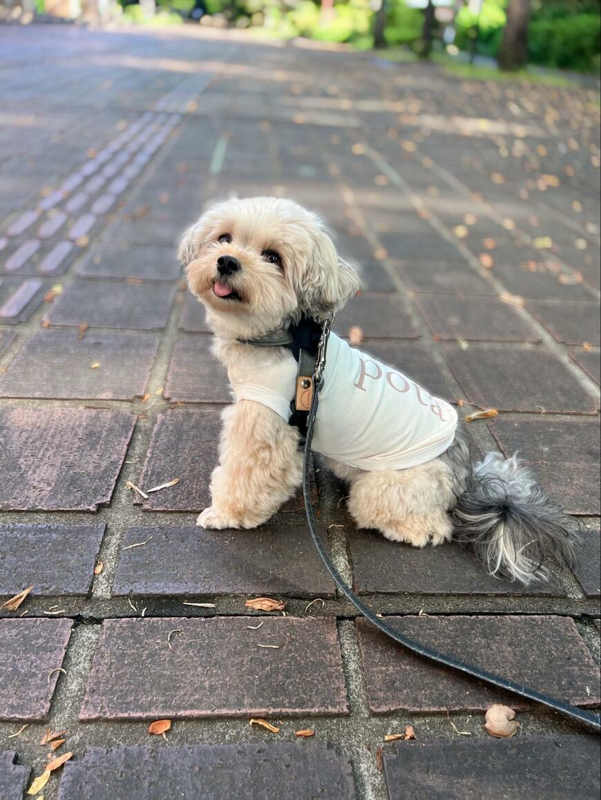 出所：@potage_0924