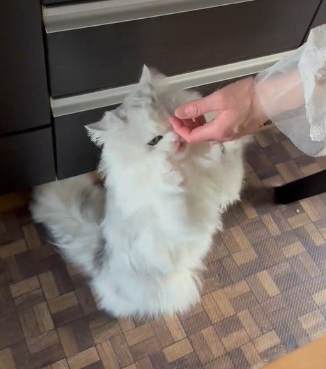 出所：@NEKOLAND13