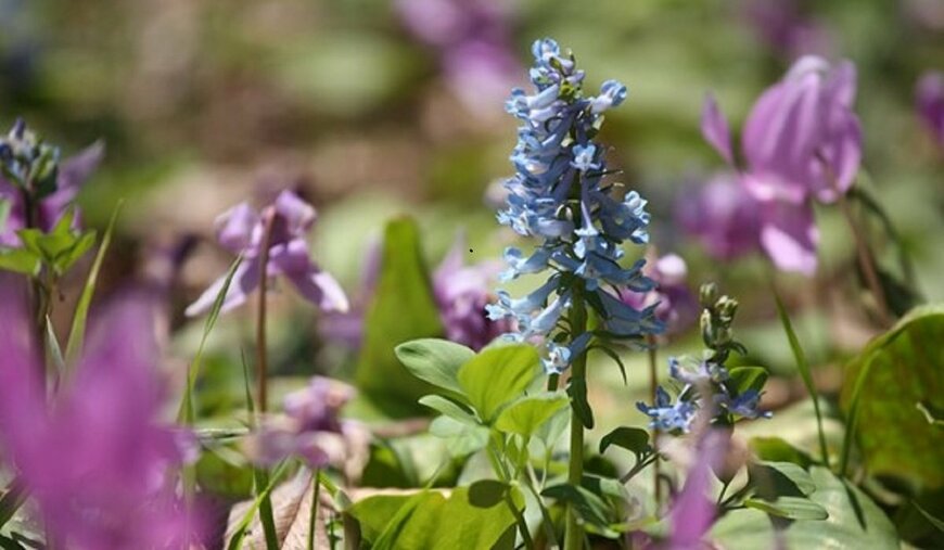 【ガーデニング】春に花が咲くオススメの山野草10種類！可憐で清楚な花がカワイイ