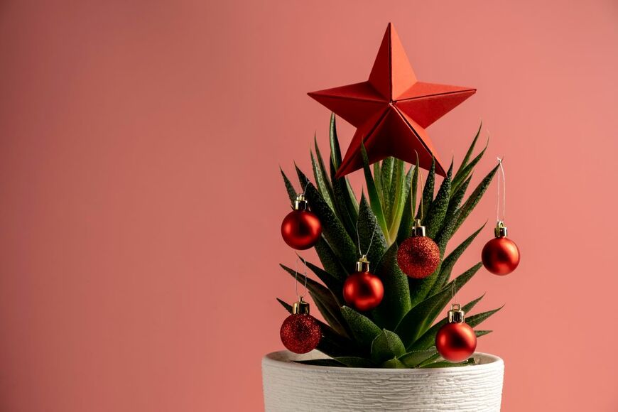 【観葉植物】オシャレにデコりたい！定番〈観葉植物7選〉クリスマスツリー代わりにも