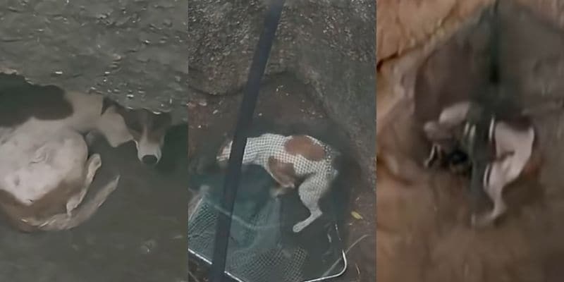 深い井戸に3日間も取り残されていた犬