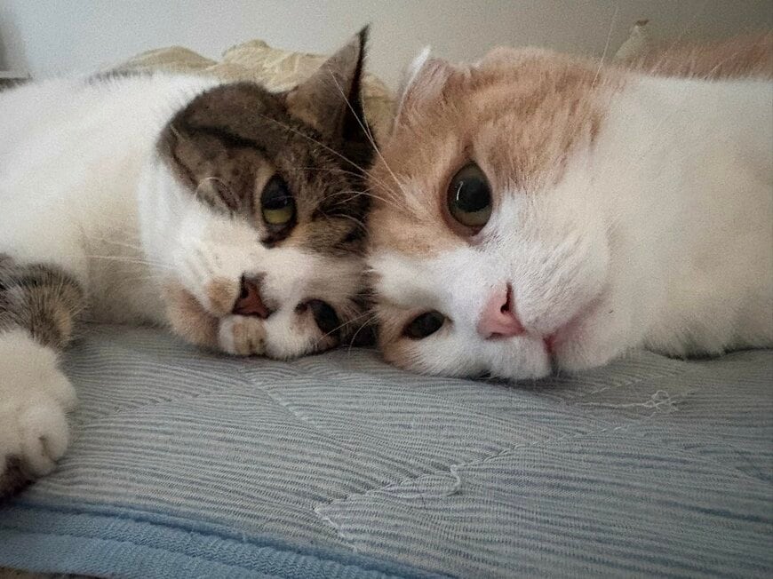 頬をくっつけ合って眠るとろくんとおにくくん