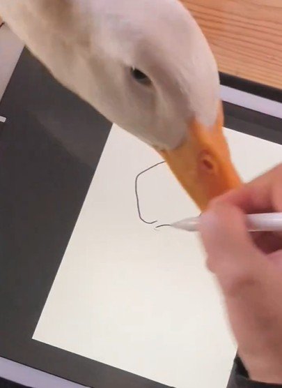 飼い主に構ってほしそうなアヒル