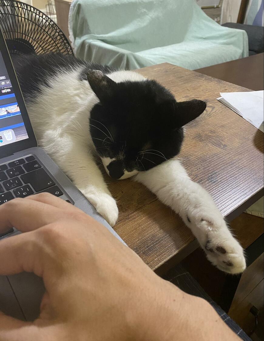 仕事を邪魔する猫