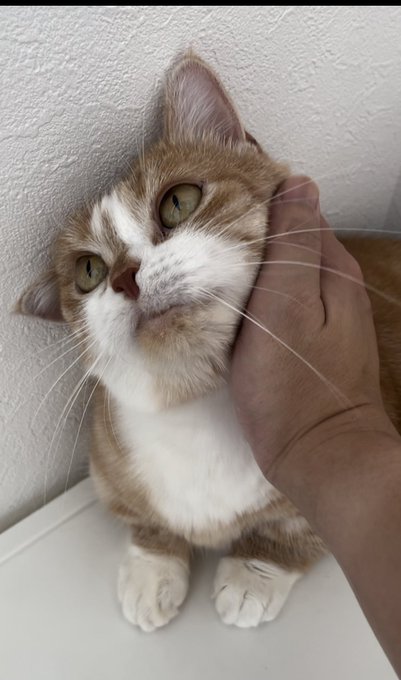 なでられる猫