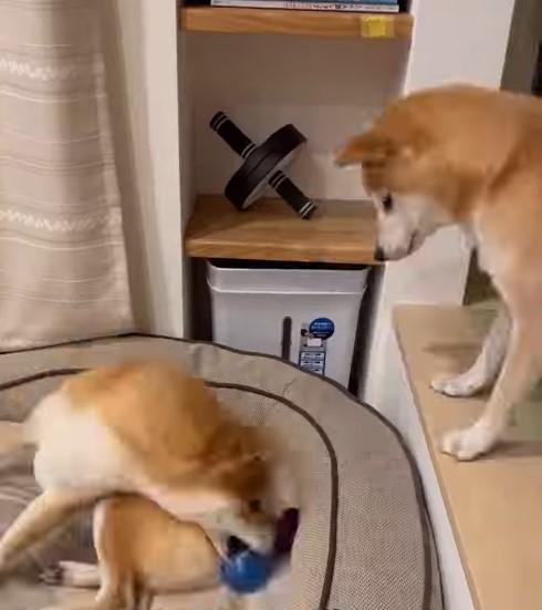 おもちゃをくわえる犬