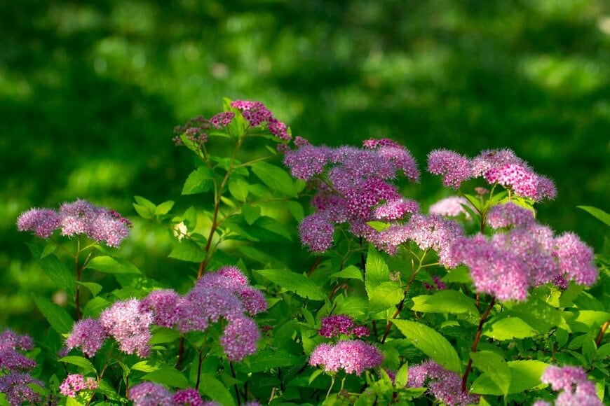 ピンクの花を咲かせている、シモツケ