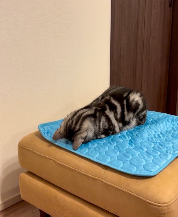 ひんやりマットと猫
