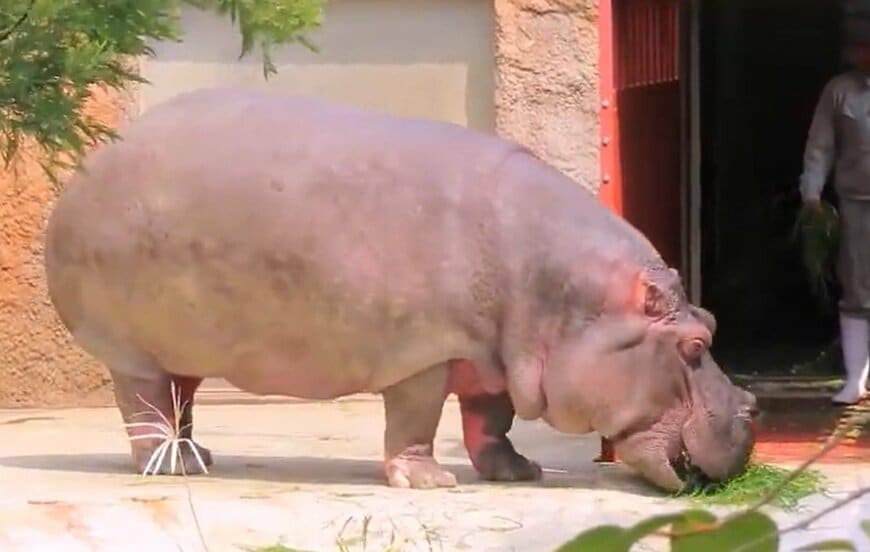 神戸市立王子動物園