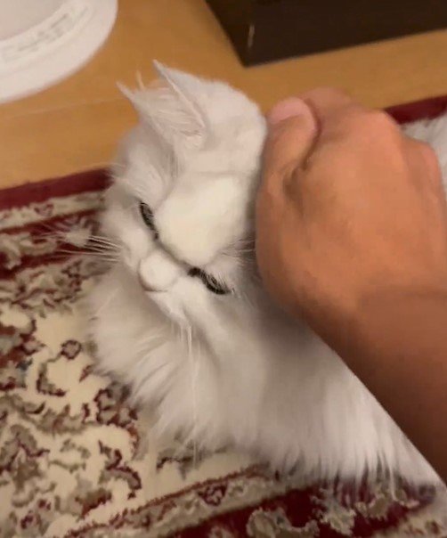 なでなでされる猫