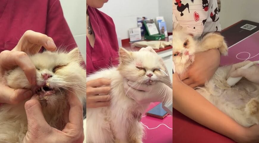 出所：<u><a href="https://www.youtube.com/watch?v=gwr1I8yahmc" target="_blank">@ExtremeAnimalRescue</a></u>