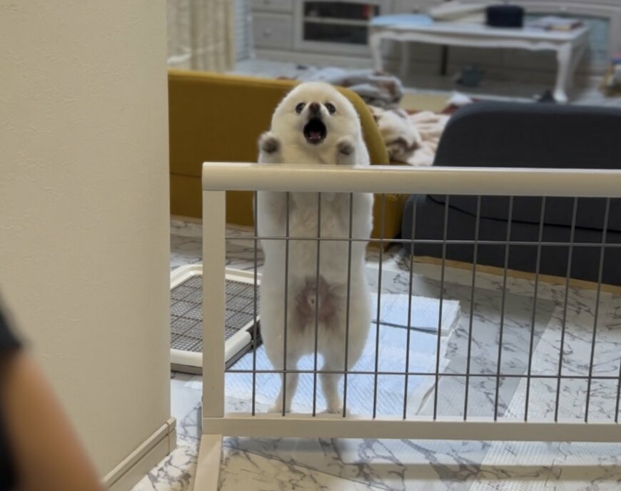全力で吠える犬
