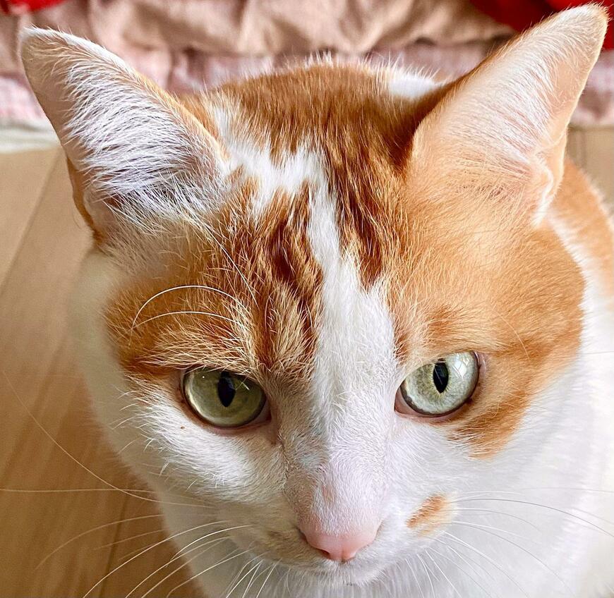 猫の正面顔