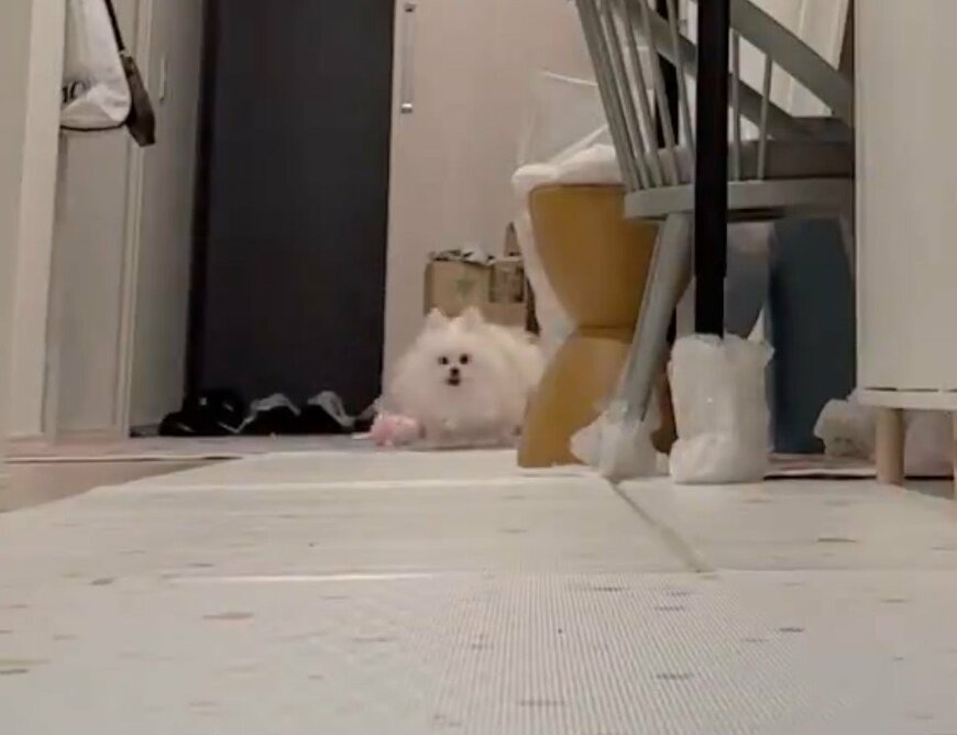 遊ぶポメラニアン