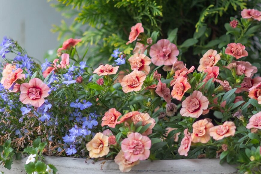 薄いオレンジ色のカリブラコアと、青いロベリアの花。