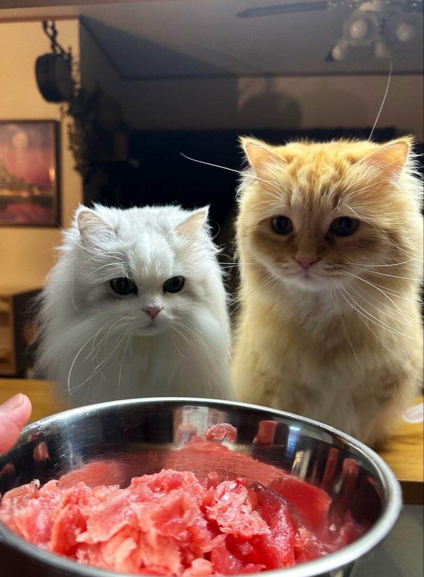 マグロと猫