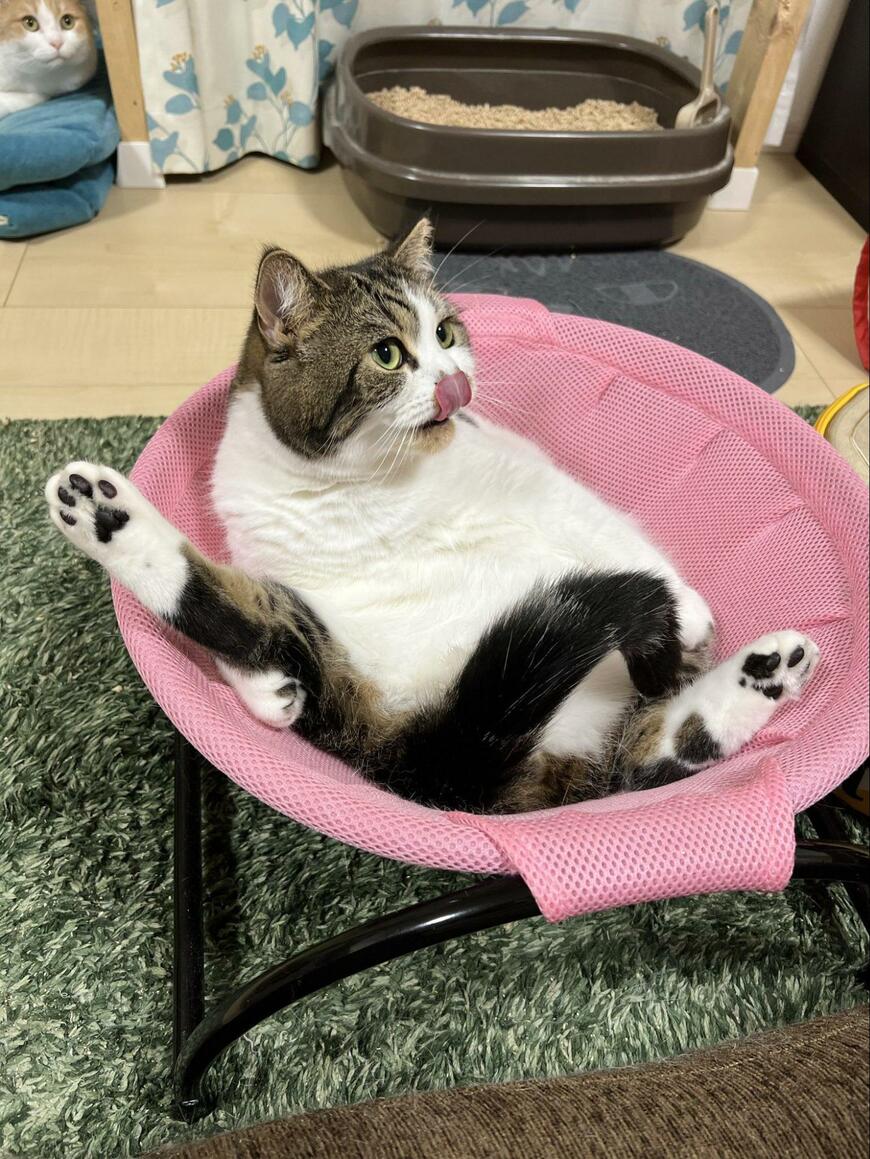 2匹の猫
