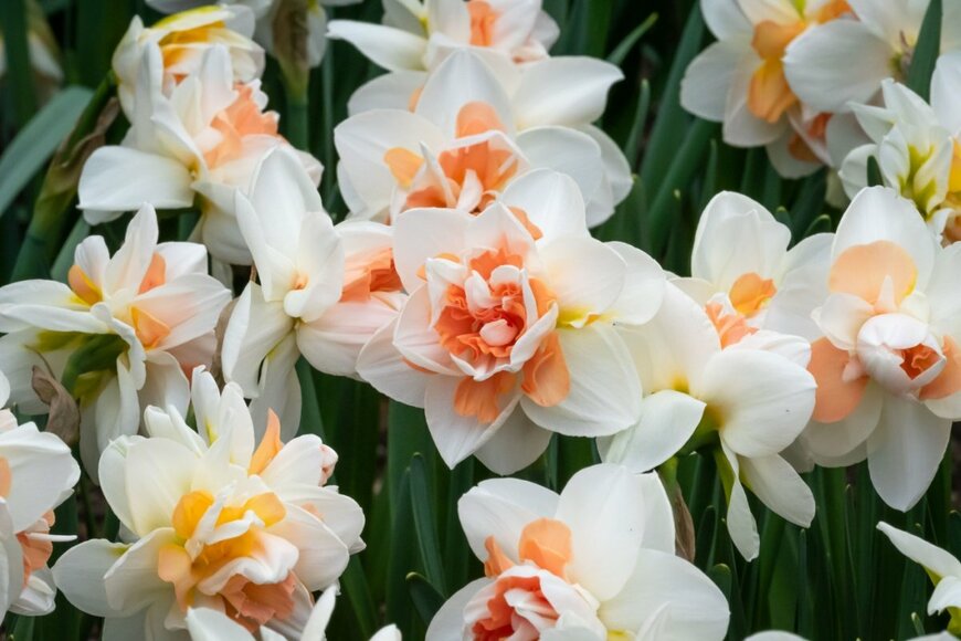 八重咲のスイセンの花。色は白とオレンジ。