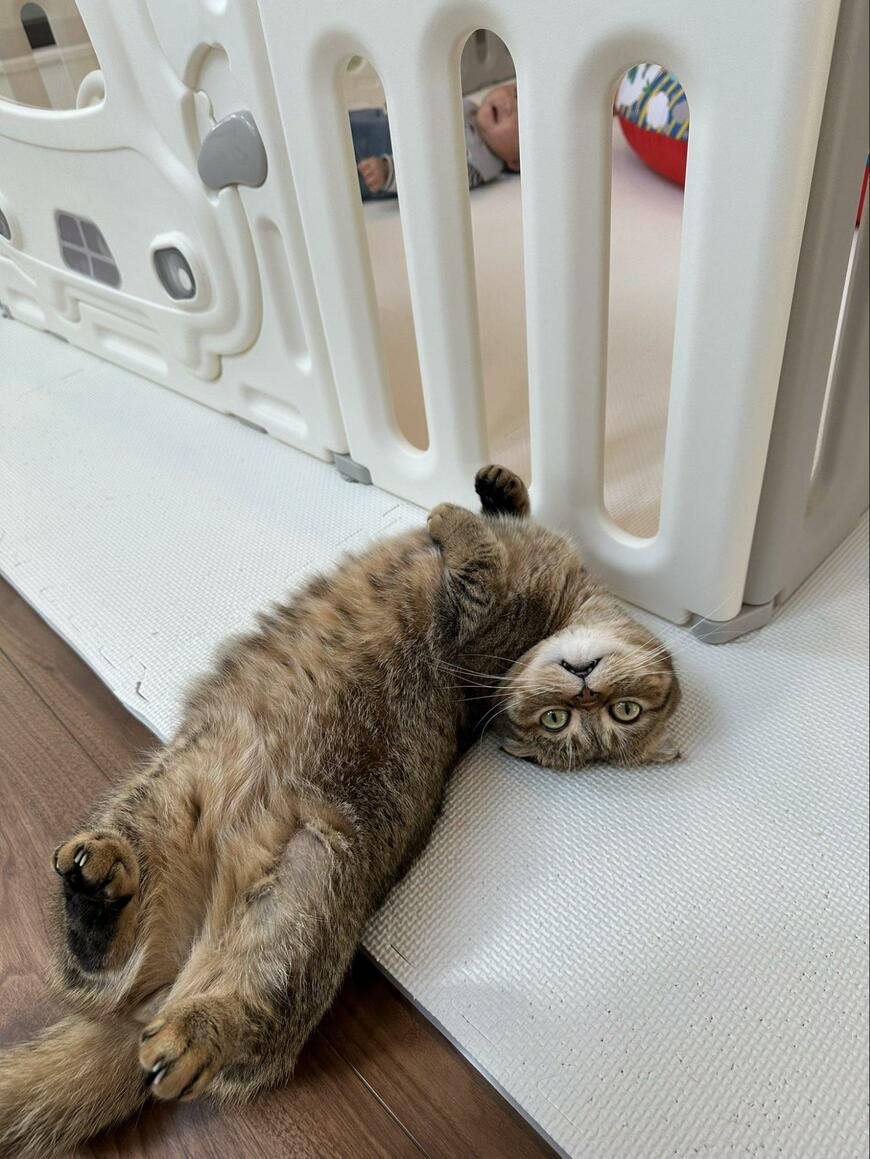 目を見開く猫