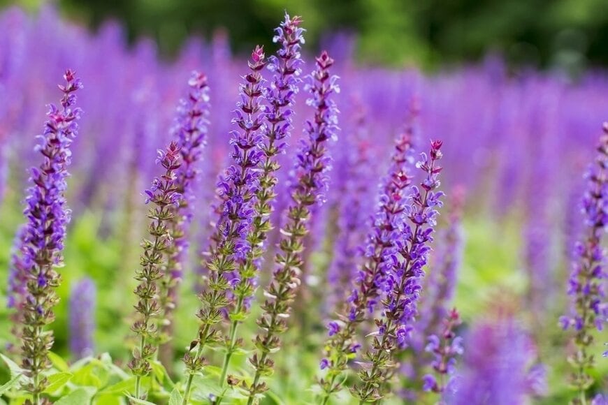紫の宿根サルビアの花々