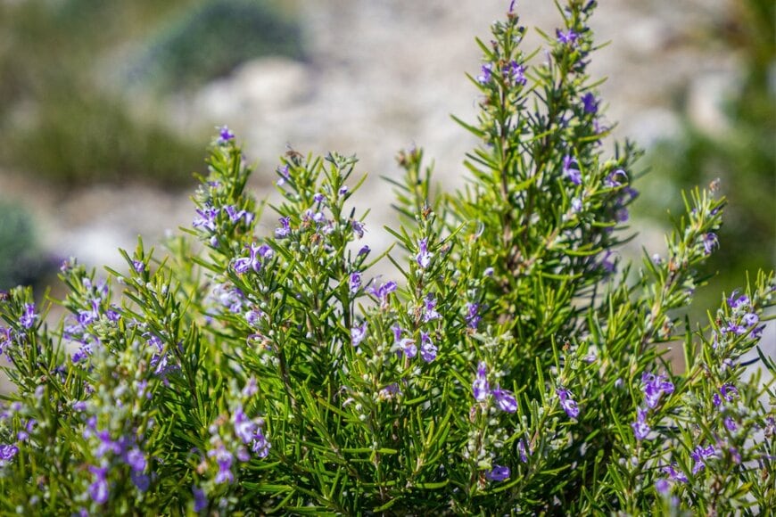 紫色の小花を咲かせている、ローズマリーの木