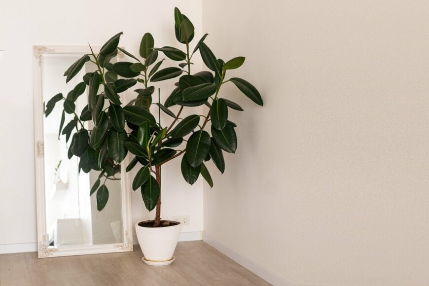 大きく育った観葉植物