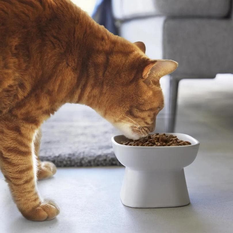 食べやすい高さ陶器ペットフードボウル タワー
