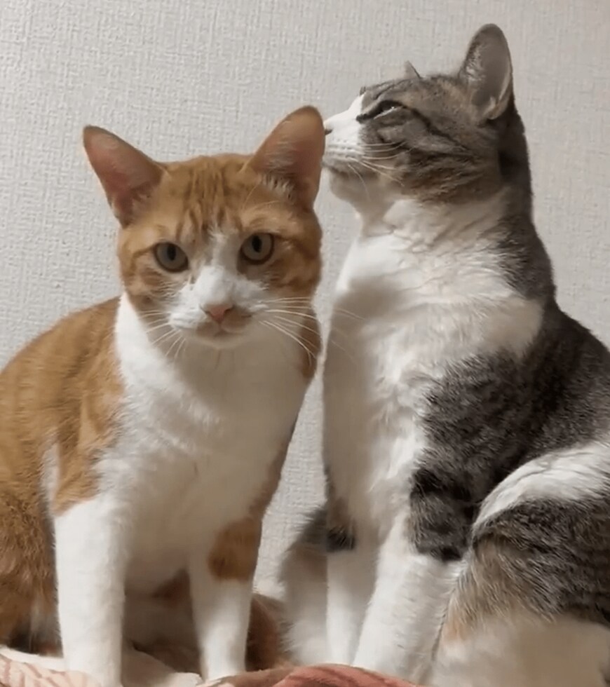 仲良しの猫