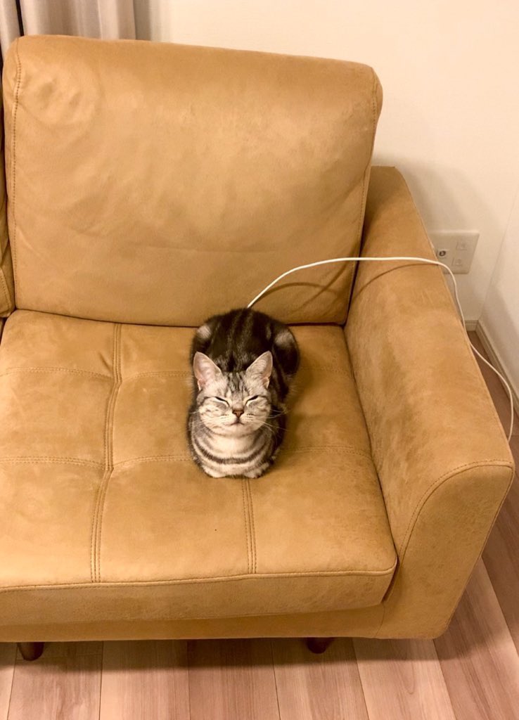 充電中の猫