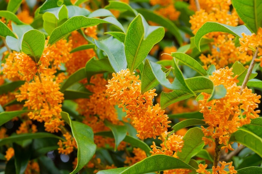 オレンジ色の小花が満開のキンモクセイ