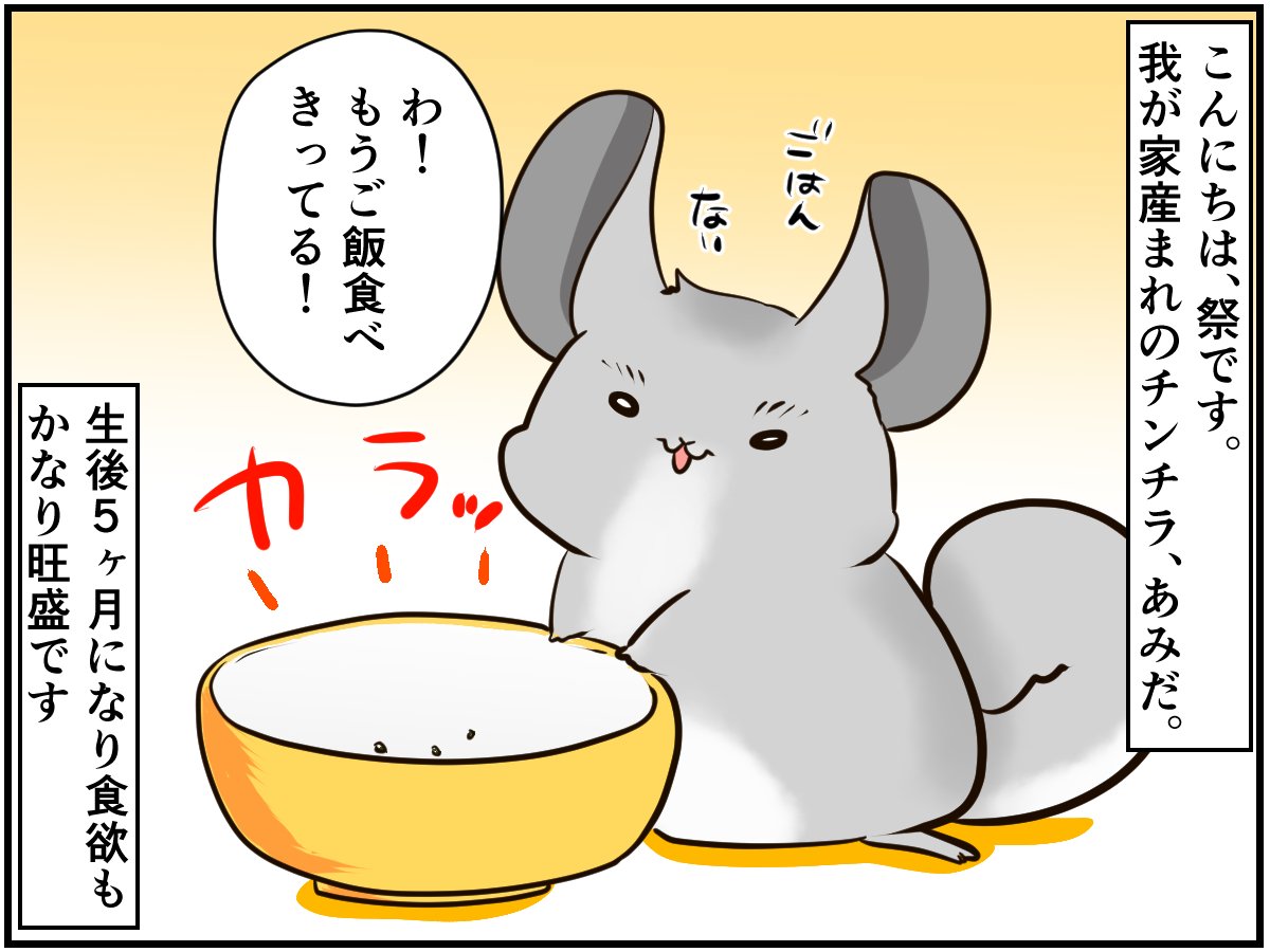 チンチラベビーの食べすぎ抑止に芸を教えてみると【チンチライフ82