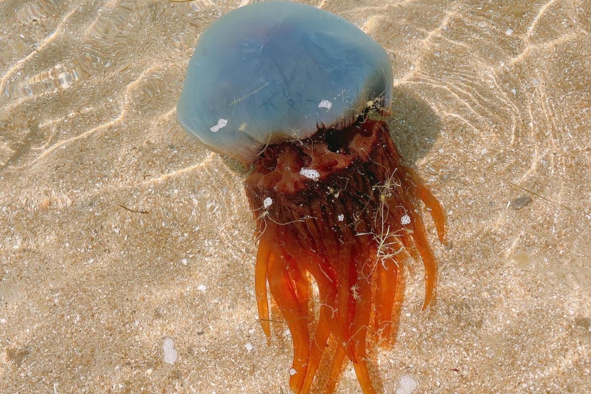 クラゲ クラゲ ボールチェーンマスコット – ネイチャーテクニカラー公式