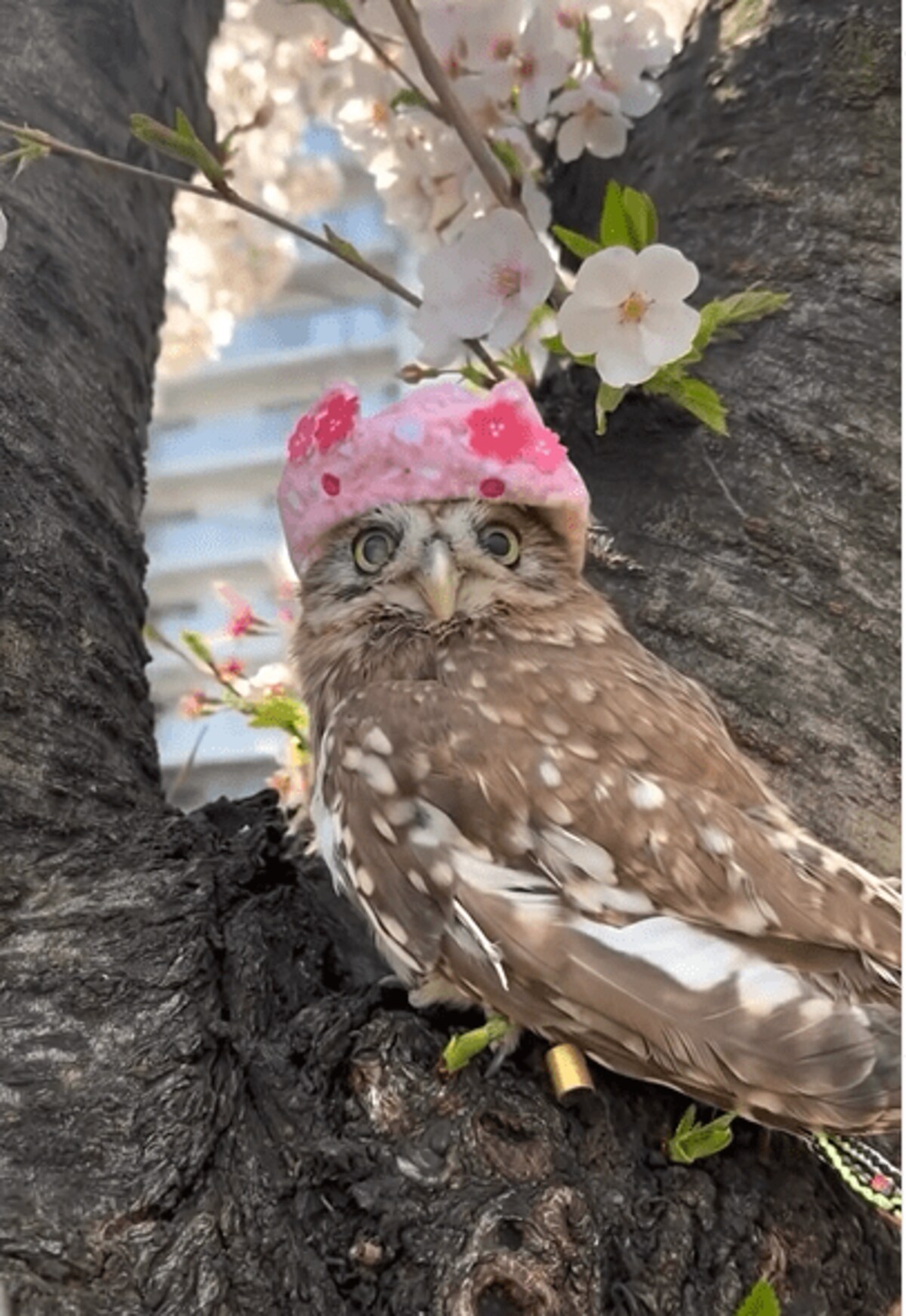 花見を満喫するフクロウ】お気に入りの帽子をかぶって桜を眺める姿に