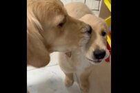 飼い主が片づけ中に…親子犬が見せた「優しい世界」に反響