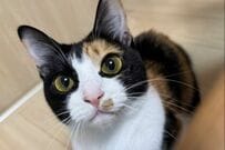 大きなおめめが「チャーミングな保護猫」を隠し撮りしたら…　想像を超える「魅力的な姿」に注目が集まる