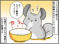 チンチラベビーの食べすぎ抑止に芸を教えてみると...【チンチライフ82話】
