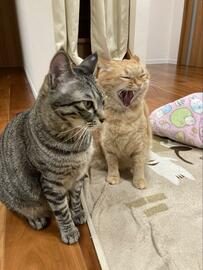 茶トラ猫が大あくび　隣で見ていた相棒は……味わい深いリアクションに約1万いいね