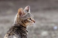 3万円給付金の対象となる【住民税非課税世帯】とは？年収換算いくらで住民税非課税となるのか