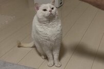 おやつを前にした「猫ちゃんの顔」に目を疑う　睨みつける姿に思わず笑ってしまう