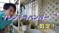 《園芸のプロが解説》適した時期は今！来春きれいに咲く「秋のフレンチラベンダー剪定方法」