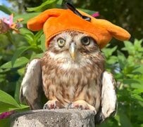 「どうしてこんなに可愛くて、おりこうさんなの？」おしゃれ上級者な〈フクロウ〉の佇まいにキュンが止まらない！