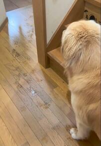 おうちが水浸しに… 「僕は何もしてませんが？」 な雰囲気を出すゴールデンレトリバーに「バレバレ」の声