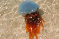 熊本県の海水浴場で目撃した「巨大クラゲ」　見覚えのあるフォルムに「ホイミスライムじゃん」