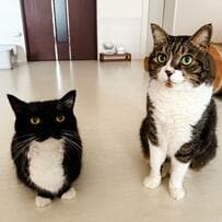 【猫ちゃんたちの変装】並んでおすわりする姿が？！「パン2斤」とXがざわつく