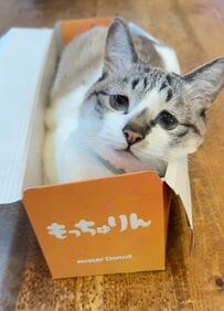 【もっちゅりん】になった猫　箱からのぞく「とてもおもち」な姿が可愛い