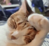 ずっと見てられる…！布団に入る前に毛づくろいするにゃんこ動画に反響