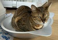 涼しそうなねこ鍋は夏にピッタリ　暑くなってきて涼をとる猫ちゃん　セルフ体温調節するクールビューティ