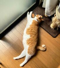 窓際に落ちていたのは……　リラックスする猫ちゃんがキュート